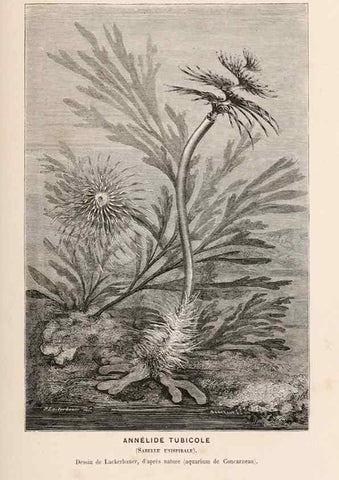 Reproducción/Reproduction 8203830564: Le monde de la mer .... Paris,L. Hachette & Cie,1866.