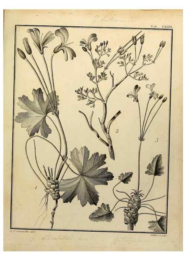 Reproducción/Reproduction 8188900086: Monadelphiae classis dissertationes decem.. Parisiis,Apud F.A. Didot,1785-1790.