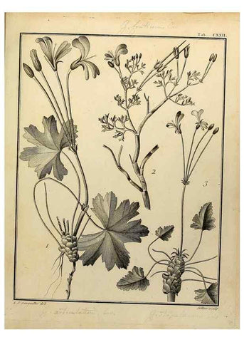 Reproducción/Reproduction 8188900086: Monadelphiae classis dissertationes decem.. Parisiis,Apud F.A. Didot,1785-1790.