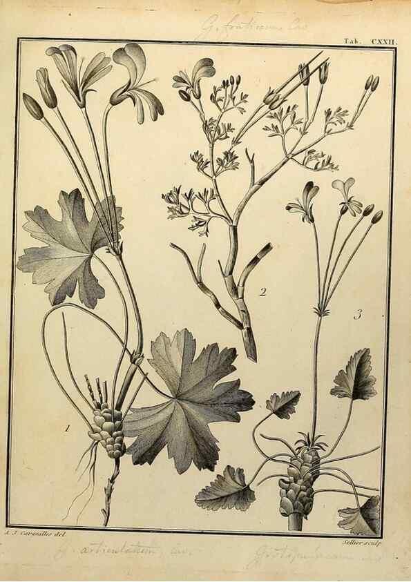 Reproducción/Reproduction 8188900086: Monadelphiae classis dissertationes decem.. Parisiis,Apud F.A. Didot,1785-1790.