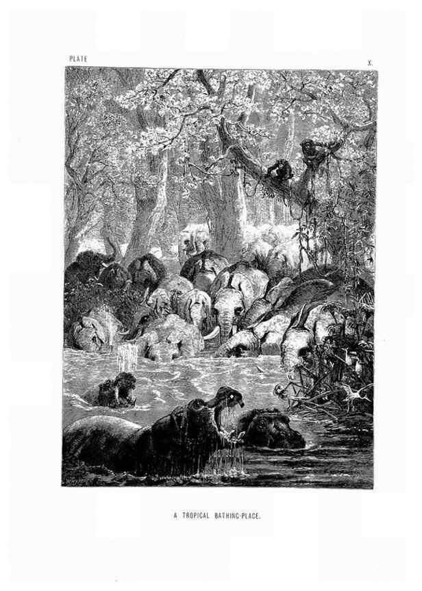 Reproducción/Reproduction 8200280384: The life and habits of wild animals,. London,A. Macmillan,1874.