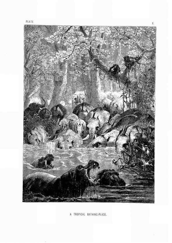 Reproducción/Reproduction 8200280384: The life and habits of wild animals,. London,A. Macmillan,1874.