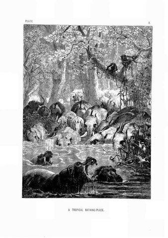 Reproducción/Reproduction 8200280384: The life and habits of wild animals,. London,A. Macmillan,1874.