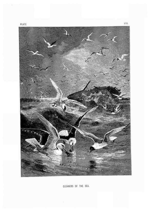 Reproducción/Reproduction 8199187437: The life and habits of wild animals,. London,A. Macmillan,1874.