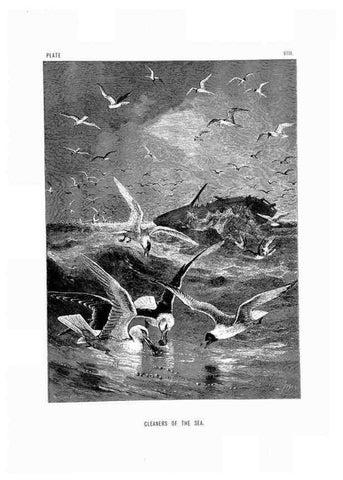 Reproducción/Reproduction 8199187437: The life and habits of wild animals,. London,A. Macmillan,1874.