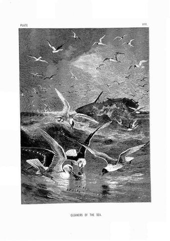 Reproducción/Reproduction 8199187437: The life and habits of wild animals,. London,A. Macmillan,1874.