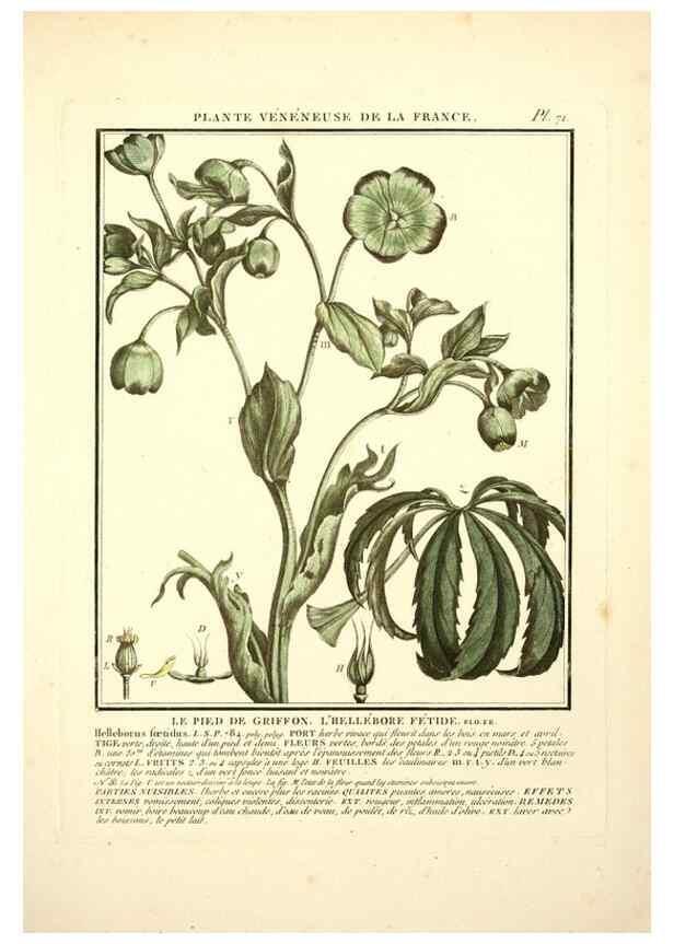 Reproducción/Reproduction 8189866355: Herbier de la France;. Paris,Chez l'auteur, Didot, Debure, Belin,1780-93.