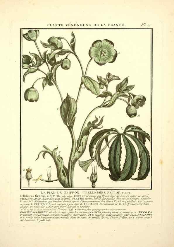 Reproducción/Reproduction 8189866355: Herbier de la France;. Paris,Chez l'auteur, Didot, Debure, Belin,1780-93.