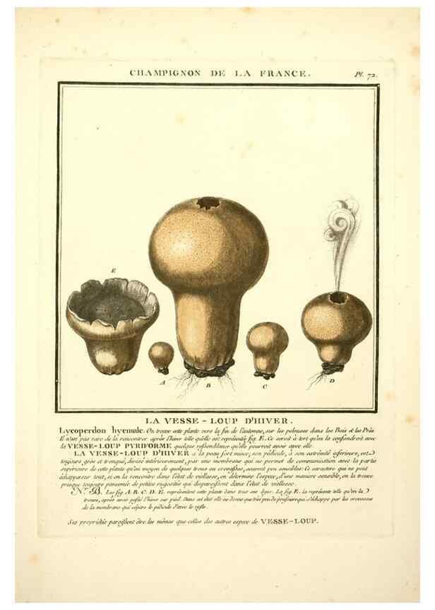 Reproducción/Reproduction 8190948946: Herbier de la France;. Paris,Chez l'auteur, Didot, Debure, Belin,1780-93.