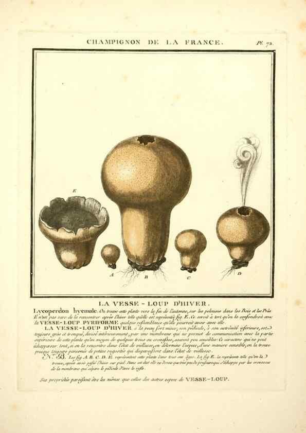 Reproducción/Reproduction 8190948946: Herbier de la France;. Paris,Chez l'auteur, Didot, Debure, Belin,1780-93.