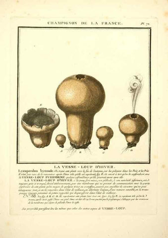 Reproducción/Reproduction 8190948946: Herbier de la France;. Paris,Chez l'auteur, Didot, Debure, Belin,1780-93.
