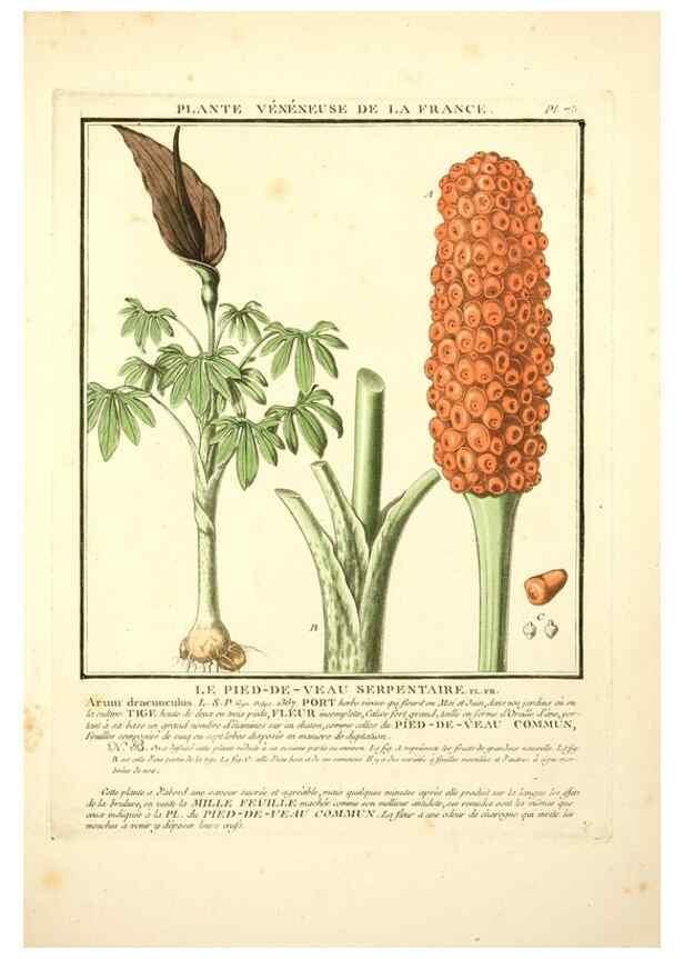 Reproducción/Reproduction 8190949352: Herbier de la France;. Paris,Chez l'auteur, Didot, Debure, Belin,1780-93.