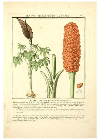 Reproducción/Reproduction 8190949352: Herbier de la France;. Paris,Chez l'auteur, Didot, Debure, Belin,1780-93.