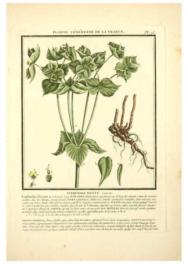 Reproducción/Reproduction 8190950302: Herbier de la France;. Paris,Chez l'auteur, Didot, Debure, Belin,1780-93.
