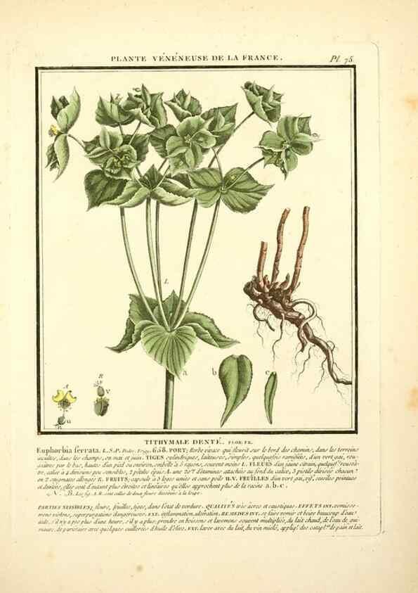 Reproducción/Reproduction 8190950302: Herbier de la France;. Paris,Chez l'auteur, Didot, Debure, Belin,1780-93.