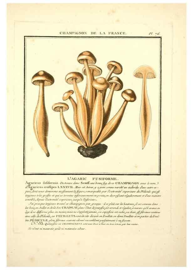 Reproducción/Reproduction 8189868351: Herbier de la France;. Paris,Chez l'auteur, Didot, Debure, Belin,1780-93.