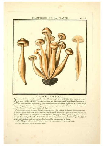 Reproducción/Reproduction 8189868351: Herbier de la France;. Paris,Chez l'auteur, Didot, Debure, Belin,1780-93.