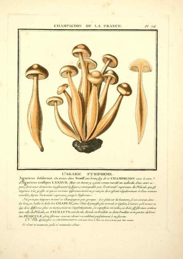 Reproducción/Reproduction 8189868351: Herbier de la France;. Paris,Chez l'auteur, Didot, Debure, Belin,1780-93.