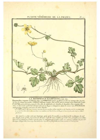Reproducción/Reproduction 8190951054: Herbier de la France;. Paris,Chez l'auteur, Didot, Debure, Belin,1780-93.