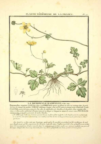 Reproducción/Reproduction 8190951054: Herbier de la France;. Paris,Chez l'auteur, Didot, Debure, Belin,1780-93.