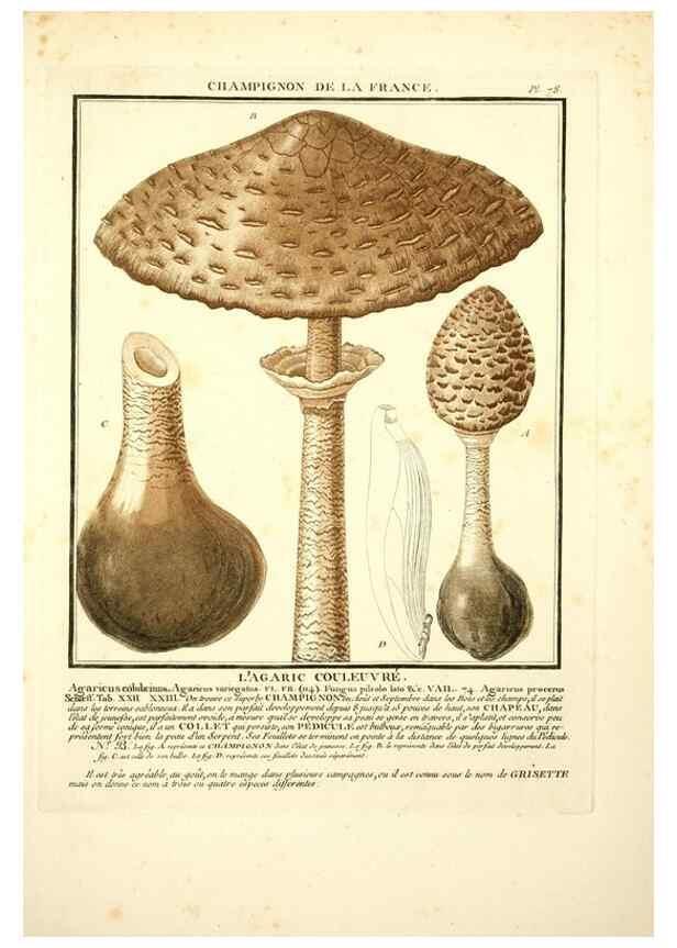 Reproducción/Reproduction 8189869119: Herbier de la France;. Paris,Chez l'auteur, Didot, Debure, Belin,1780-93.