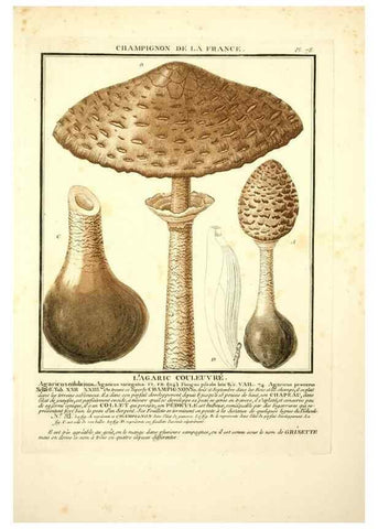 Reproducción/Reproduction 8189869119: Herbier de la France;. Paris,Chez l'auteur, Didot, Debure, Belin,1780-93.