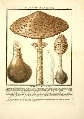 Reproducción/Reproduction 8189869119: Herbier de la France;. Paris,Chez l'auteur, Didot, Debure, Belin,1780-93.