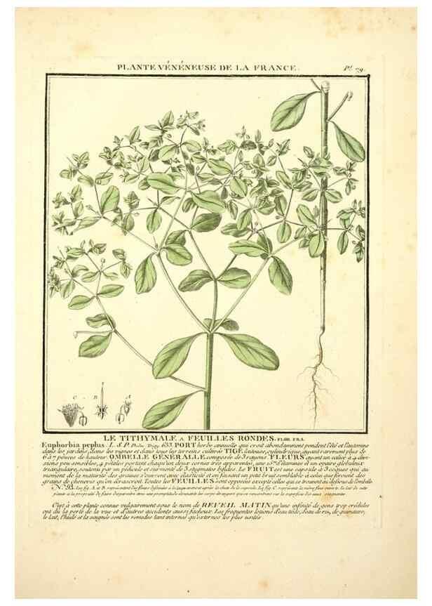 Reproducción/Reproduction 8190951900: Herbier de la France;. Paris,Chez l'auteur, Didot, Debure, Belin,1780-93.