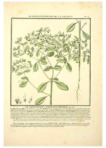 Reproducción/Reproduction 8190951900: Herbier de la France;. Paris,Chez l'auteur, Didot, Debure, Belin,1780-93.