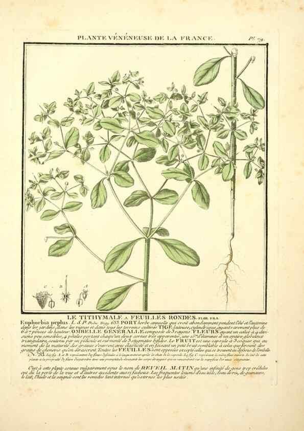 Reproducción/Reproduction 8190951900: Herbier de la France;. Paris,Chez l'auteur, Didot, Debure, Belin,1780-93.