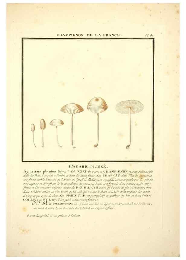 Reproducción/Reproduction 8189869895: Herbier de la France;. Paris,Chez l'auteur, Didot, Debure, Belin,1780-93.