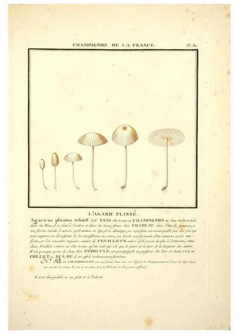 Reproducción/Reproduction 8189869895: Herbier de la France;. Paris,Chez l'auteur, Didot, Debure, Belin,1780-93.