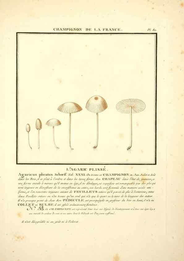Reproducción/Reproduction 8189869895: Herbier de la France;. Paris,Chez l'auteur, Didot, Debure, Belin,1780-93.