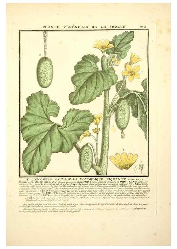 Reproducción/Reproduction 8190952992: Herbier de la France;. Paris,Chez l'auteur, Didot, Debure, Belin,1780-93.