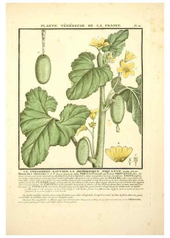 Reproducción/Reproduction 8190952992: Herbier de la France;. Paris,Chez l'auteur, Didot, Debure, Belin,1780-93.