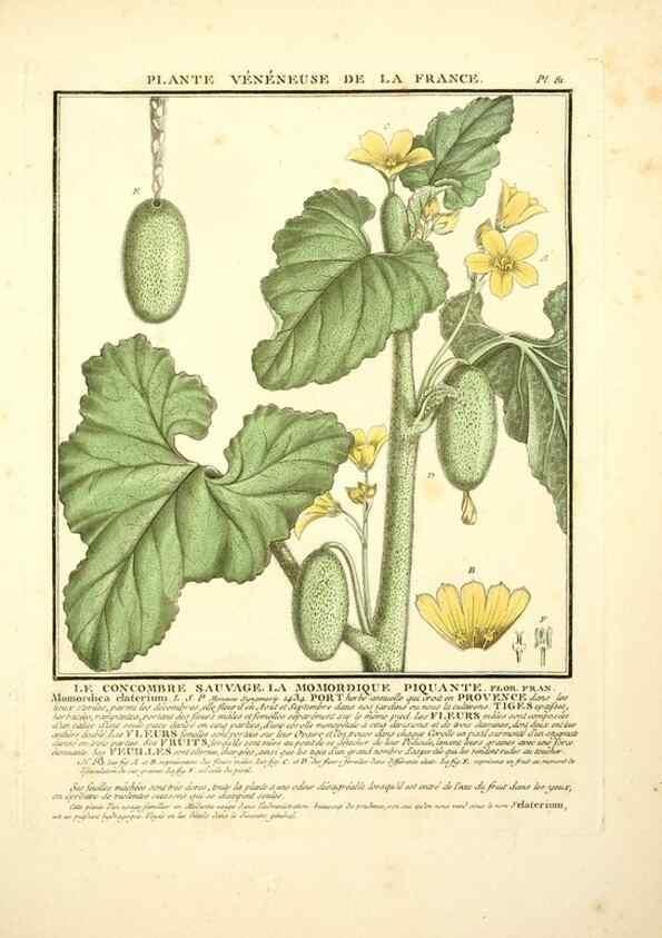 Reproducción/Reproduction 8190952992: Herbier de la France;. Paris,Chez l'auteur, Didot, Debure, Belin,1780-93.