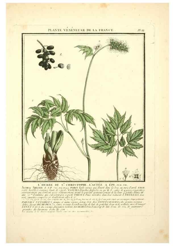 Reproducción/Reproduction 8190953862: Herbier de la France;. Paris,Chez l'auteur, Didot, Debure, Belin,1780-93.