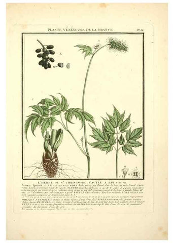 Reproducción/Reproduction 8190953862: Herbier de la France;. Paris,Chez l'auteur, Didot, Debure, Belin,1780-93.