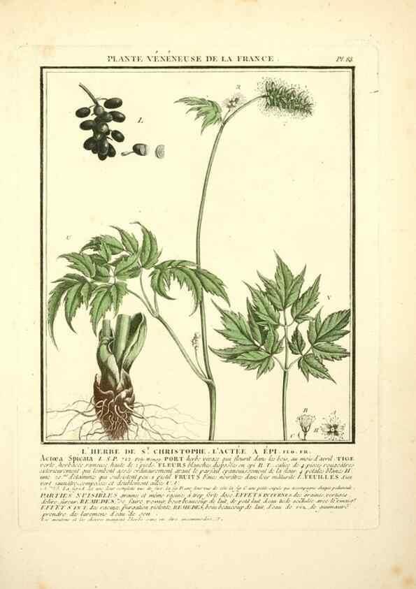 Reproducción/Reproduction 8190953862: Herbier de la France;. Paris,Chez l'auteur, Didot, Debure, Belin,1780-93.