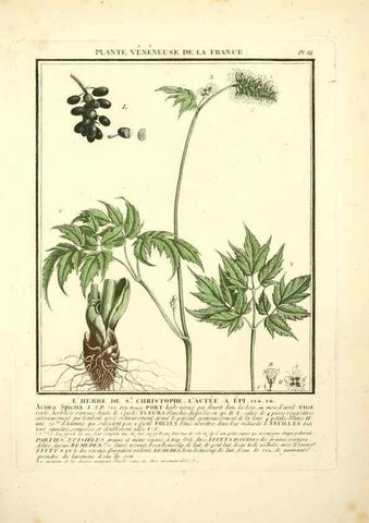 Reproducción/Reproduction 8190953862: Herbier de la France;. Paris,Chez l'auteur, Didot, Debure, Belin,1780-93.