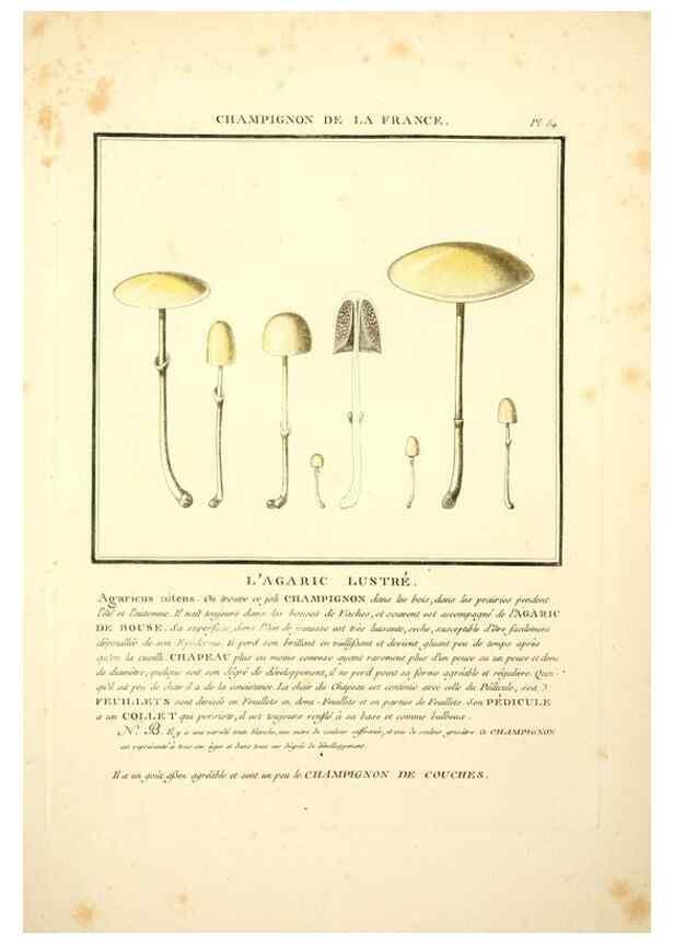 Reproducción/Reproduction 8190954450: Herbier de la France;. Paris,Chez l'auteur, Didot, Debure, Belin,1780-93.