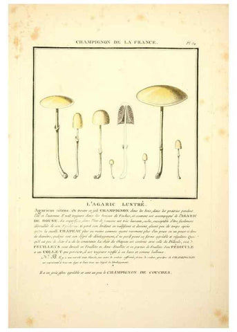 Reproducción/Reproduction 8190954450: Herbier de la France;. Paris,Chez l'auteur, Didot, Debure, Belin,1780-93.