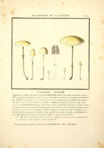 Reproducción/Reproduction 8190954450: Herbier de la France;. Paris,Chez l'auteur, Didot, Debure, Belin,1780-93.