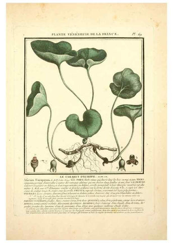 Reproducción/Reproduction 8189865535: Herbier de la France;. Paris,Chez l'auteur, Didot, Debure, Belin,1780-93.