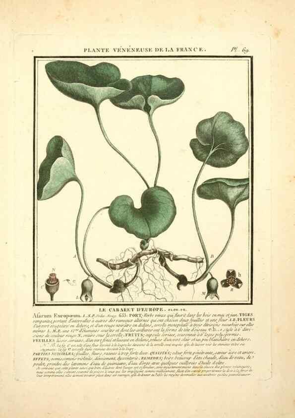 Reproducción/Reproduction 8189865535: Herbier de la France;. Paris,Chez l'auteur, Didot, Debure, Belin,1780-93.