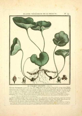 Reproducción/Reproduction 8189865535: Herbier de la France;. Paris,Chez l'auteur, Didot, Debure, Belin,1780-93.