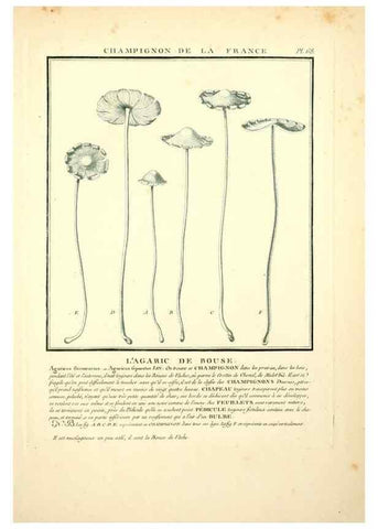 Reproducción/Reproduction 8189865087: Herbier de la France;. Paris,Chez l'auteur, Didot, Debure, Belin,1780-93.