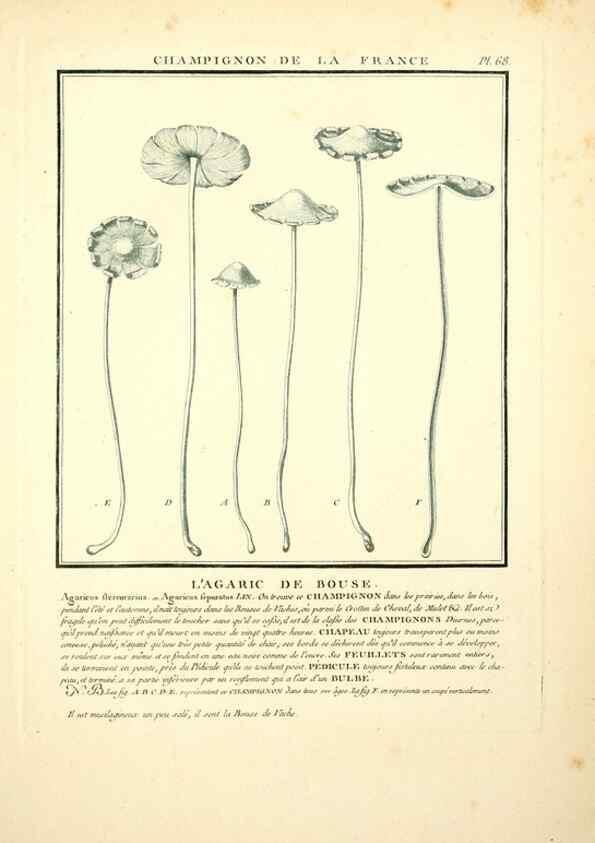 Reproducción/Reproduction 8189865087: Herbier de la France;. Paris,Chez l'auteur, Didot, Debure, Belin,1780-93.
