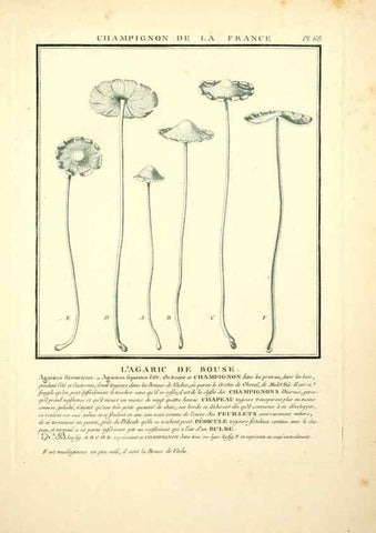 Reproducción/Reproduction 8189865087: Herbier de la France;. Paris,Chez l'auteur, Didot, Debure, Belin,1780-93.