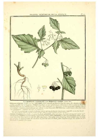 Reproducción/Reproduction 8190946564: Herbier de la France;. Paris,Chez l'auteur, Didot, Debure, Belin,1780-93.